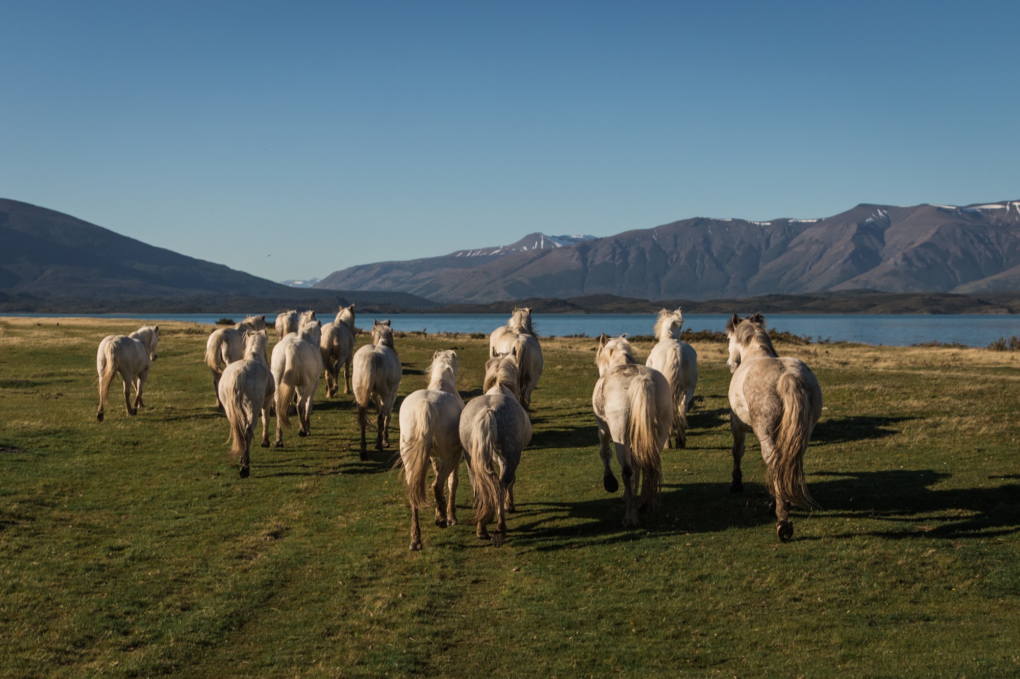 A band of white horses moving along the shore of the Última Esperanza fjord, Patagonia