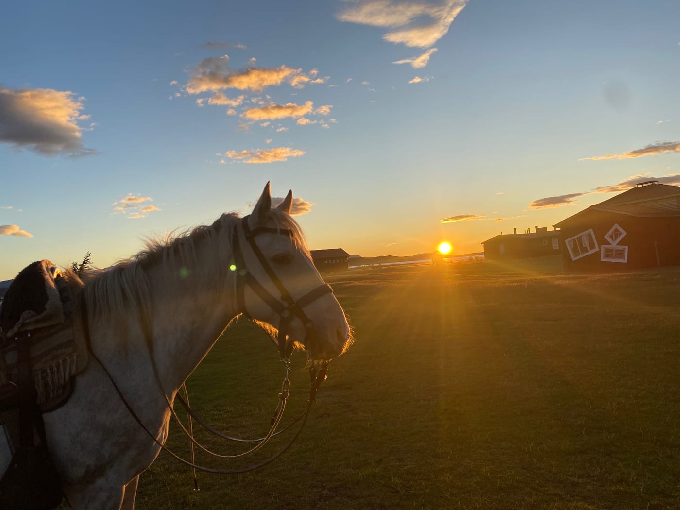 A white horse at sunset in front of the estancia buildings