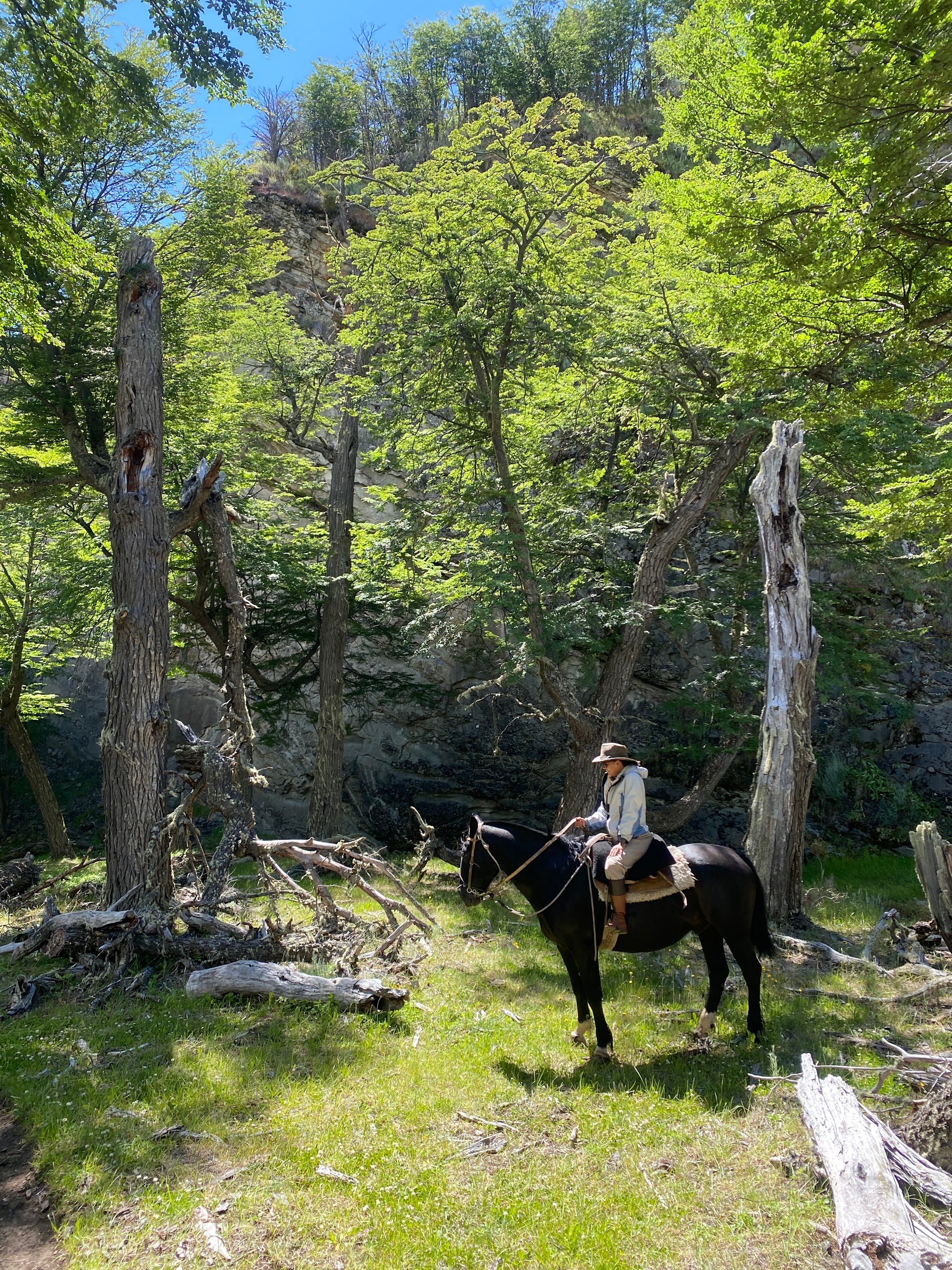 A guest riding alone through a sunlit lenga forest clearing on the old gaucho trail